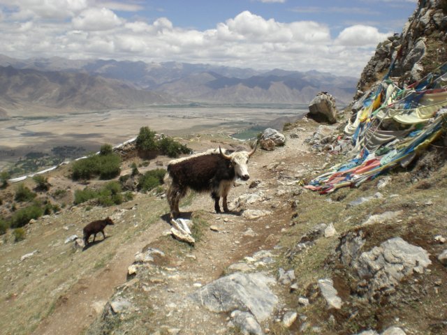tibetsummer200760.jpg