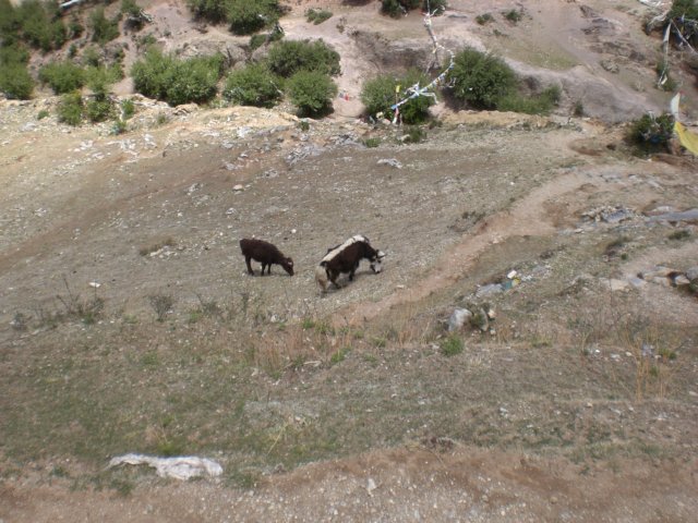 tibetsummer200761.jpg
