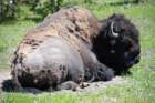 buffalo1_small.jpg