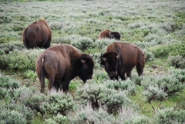 buffalo2.jpg