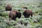buffalo2_small.jpg