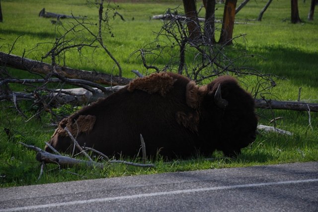 buffalo3.jpg