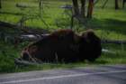 buffalo3_small.jpg