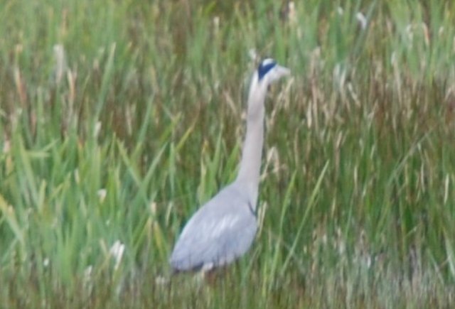 greatblueheron.jpg