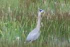greatblueheron_small.jpg