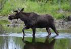 moose1_small.jpg