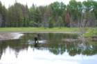 moose2_small.jpg