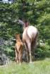 muledeer_small.jpg