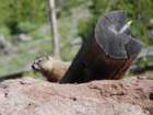 yellowbelliedmarmot_small.jpg