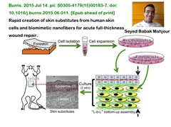 Rapid creation of skin substitutes from human skin cells and biomimetic nanofibers for acute full-thicknesswound repair
